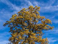 Schlanke Eiche im Herbstkleid am Haindorfer Feld